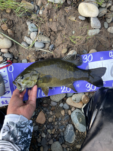 スモールマウスバスの釣果