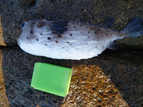 イシガキフグの釣果