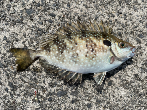 アイゴの釣果