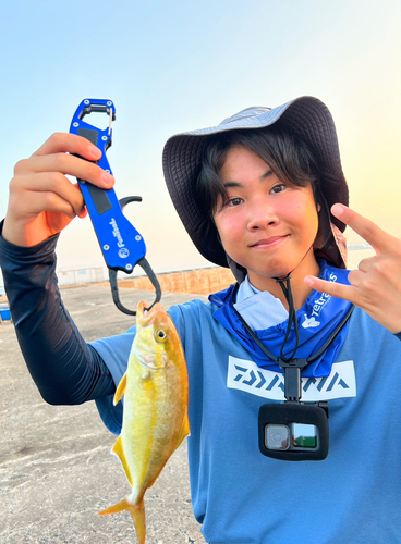 ショゴの釣果