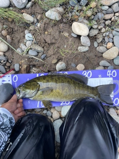 スモールマウスバスの釣果