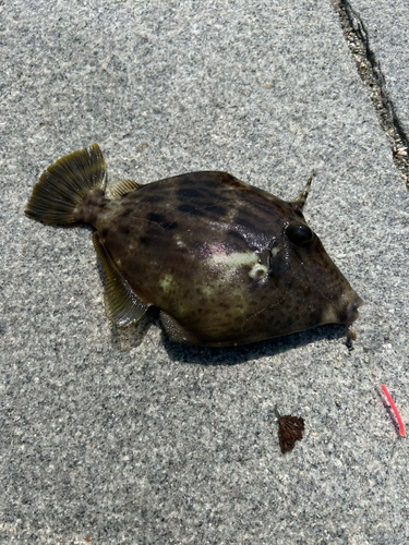 カワハギの釣果