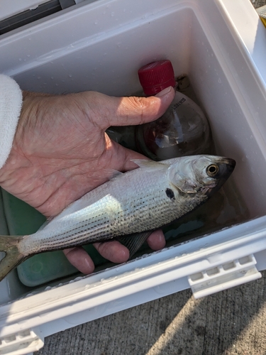 コノシロの釣果