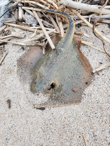 エイの釣果