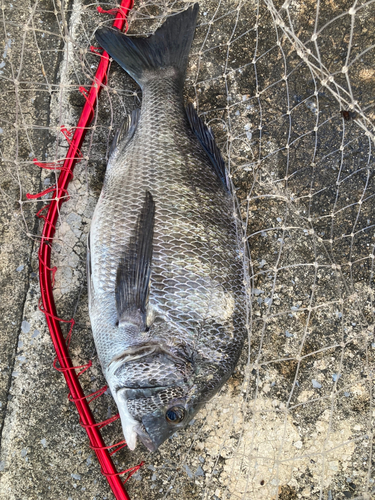 クロダイの釣果