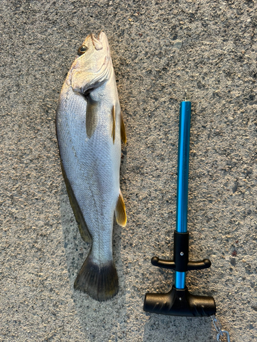 ニベの釣果