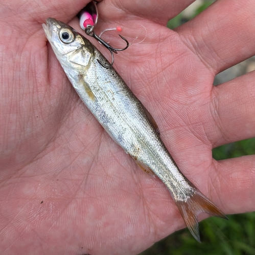 ウグイの釣果