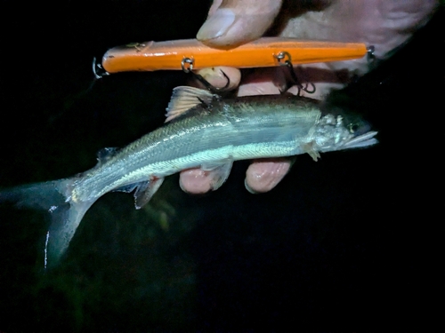 アユの釣果