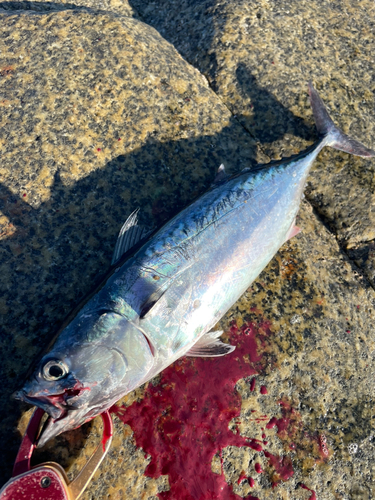 大隅海峡