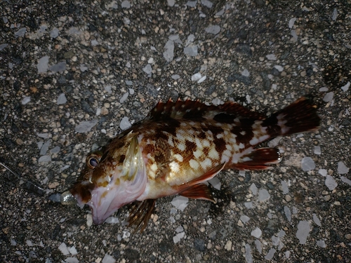 カサゴの釣果