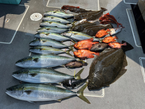 ワラサの釣果