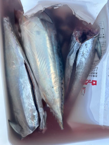 ソウダガツオの釣果