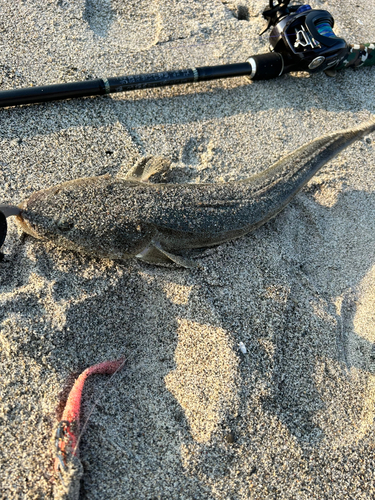 マゴチの釣果