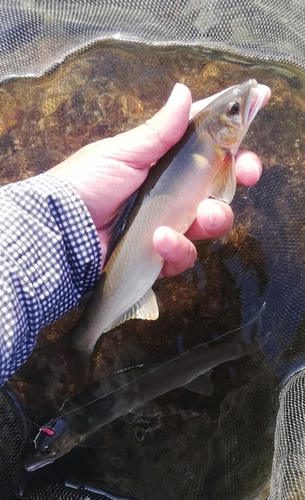 アユの釣果