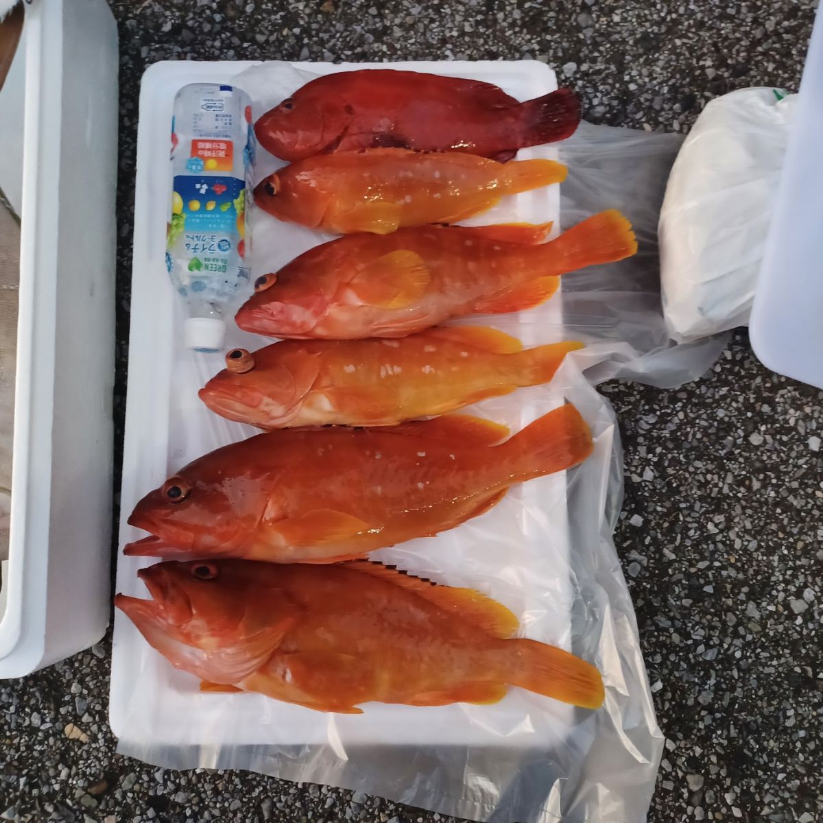 てってけてーさんの釣果 2枚目の画像