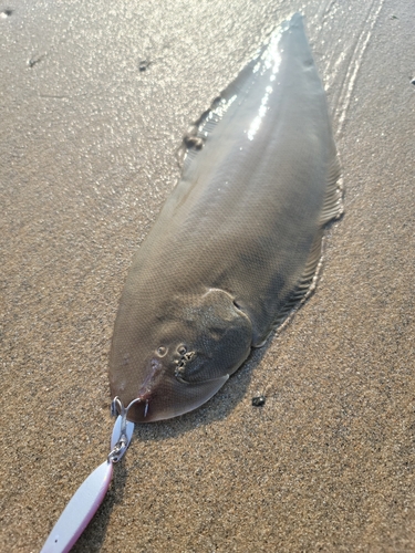 シタビラメの釣果