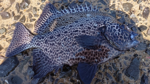 イシガキダイの釣果