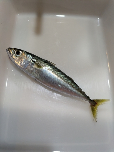 サバの釣果