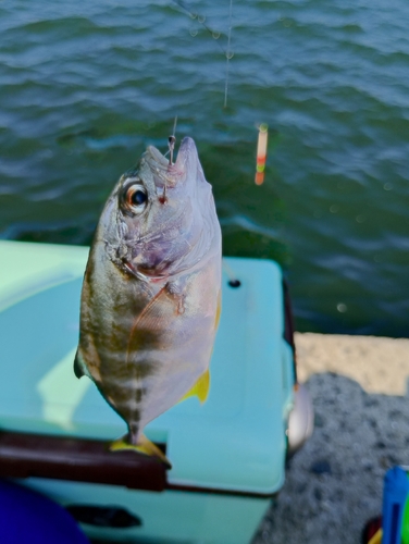 メッキの釣果