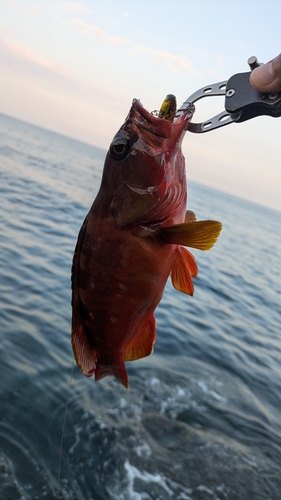 アカハタの釣果