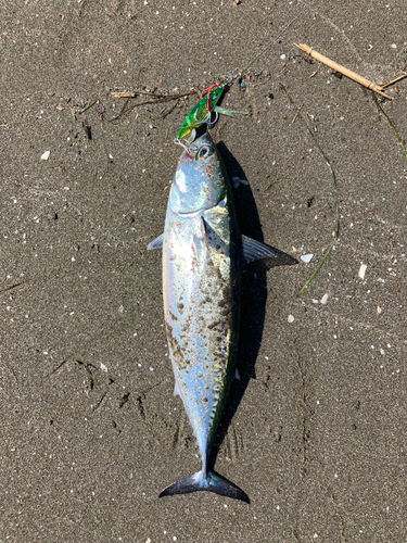 ソウダガツオの釣果