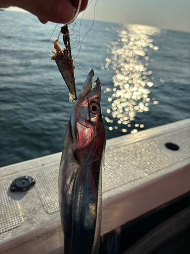 タチウオの釣果