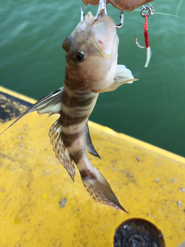 イトヒキハゼの釣果