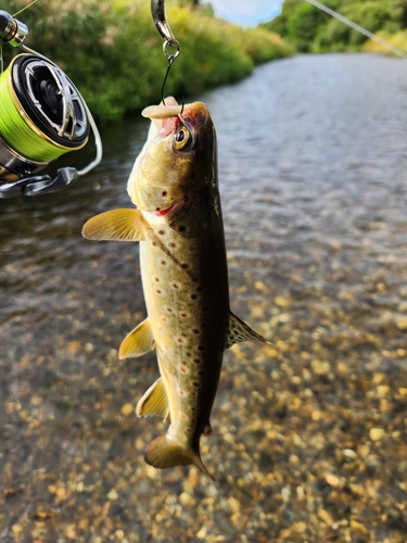 ブラウントラウトの釣果