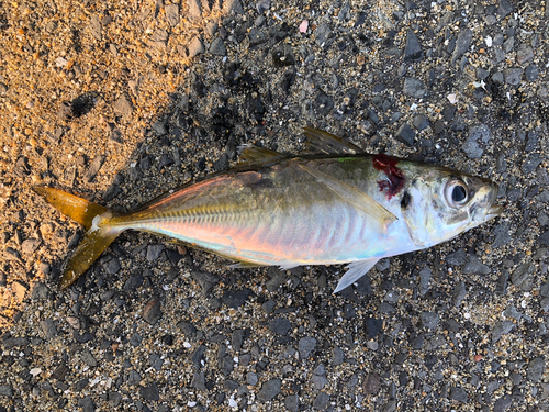 マアジの釣果