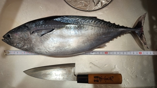 ヒラソウダの釣果