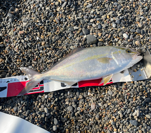 ハマチの釣果