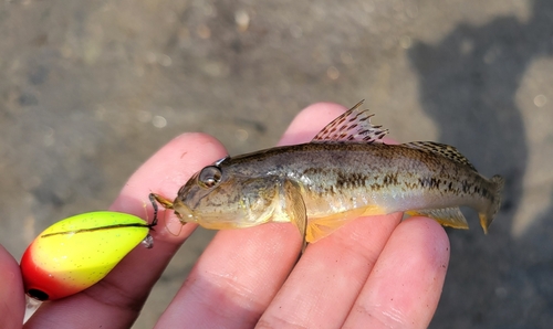 マハゼの釣果