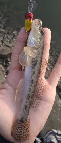 ハゼの釣果