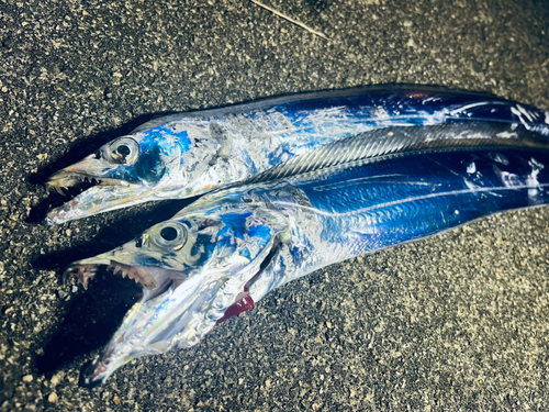 タチウオの釣果