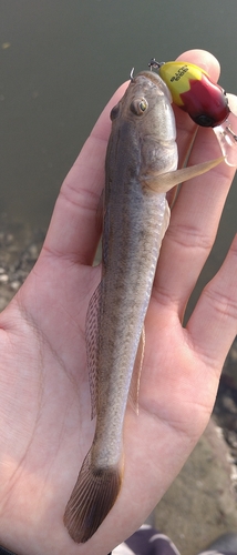 ハゼクチの釣果