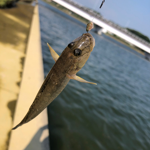 マハゼの釣果