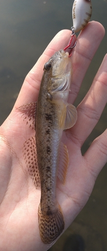 ハゼの釣果