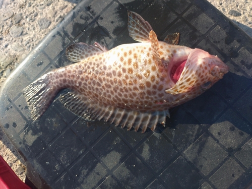 オオモンハタの釣果