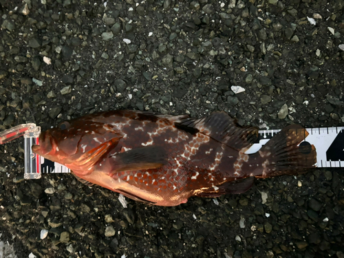 キジハタの釣果