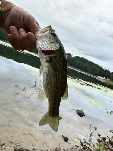 ブラックバスの釣果