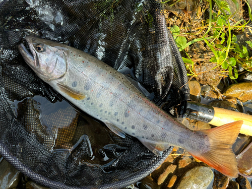 アマゴの釣果