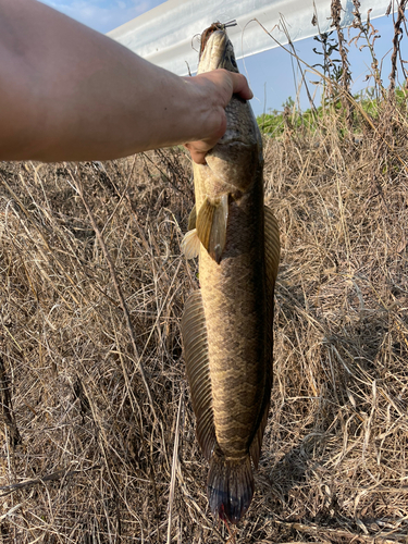 ライギョの釣果