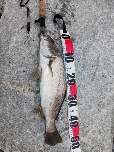 イシモチの釣果