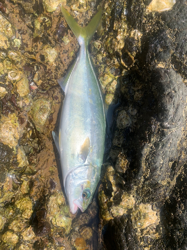 ツバスの釣果