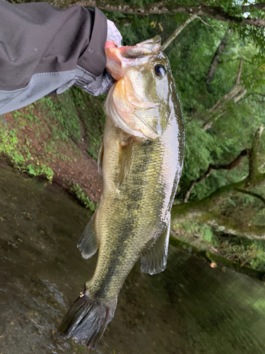 ラージマウスバスの釣果