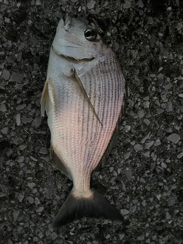 ヘダイの釣果