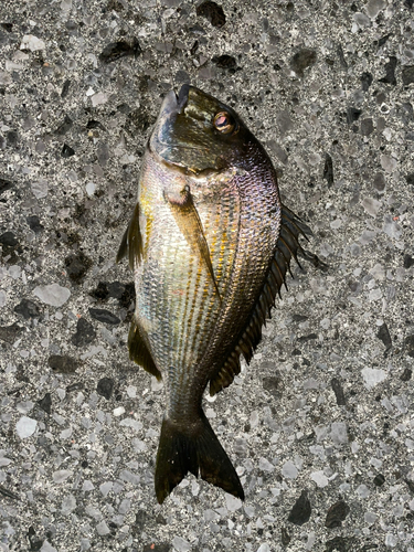 ヘダイの釣果