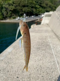 エソの釣果