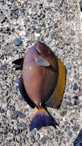 ニセカンランハギの釣果