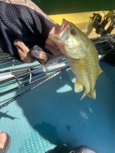 ブラックバスの釣果